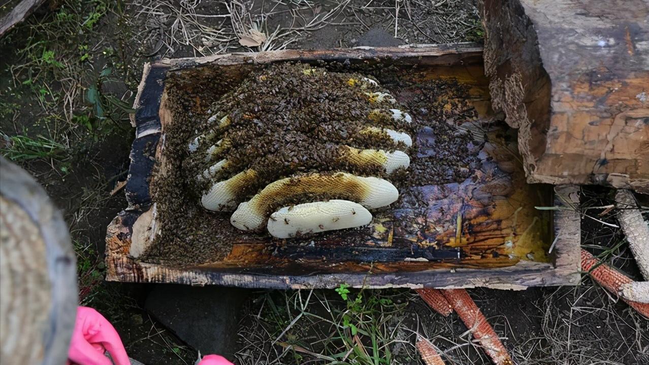 野外蜜蜂如何收蜜,野外蜜蜂怎么收最快