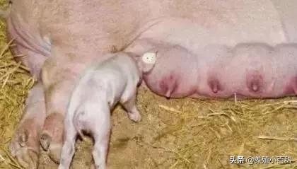 母猪乳房炎快速治疗,母猪乳房炎偏方