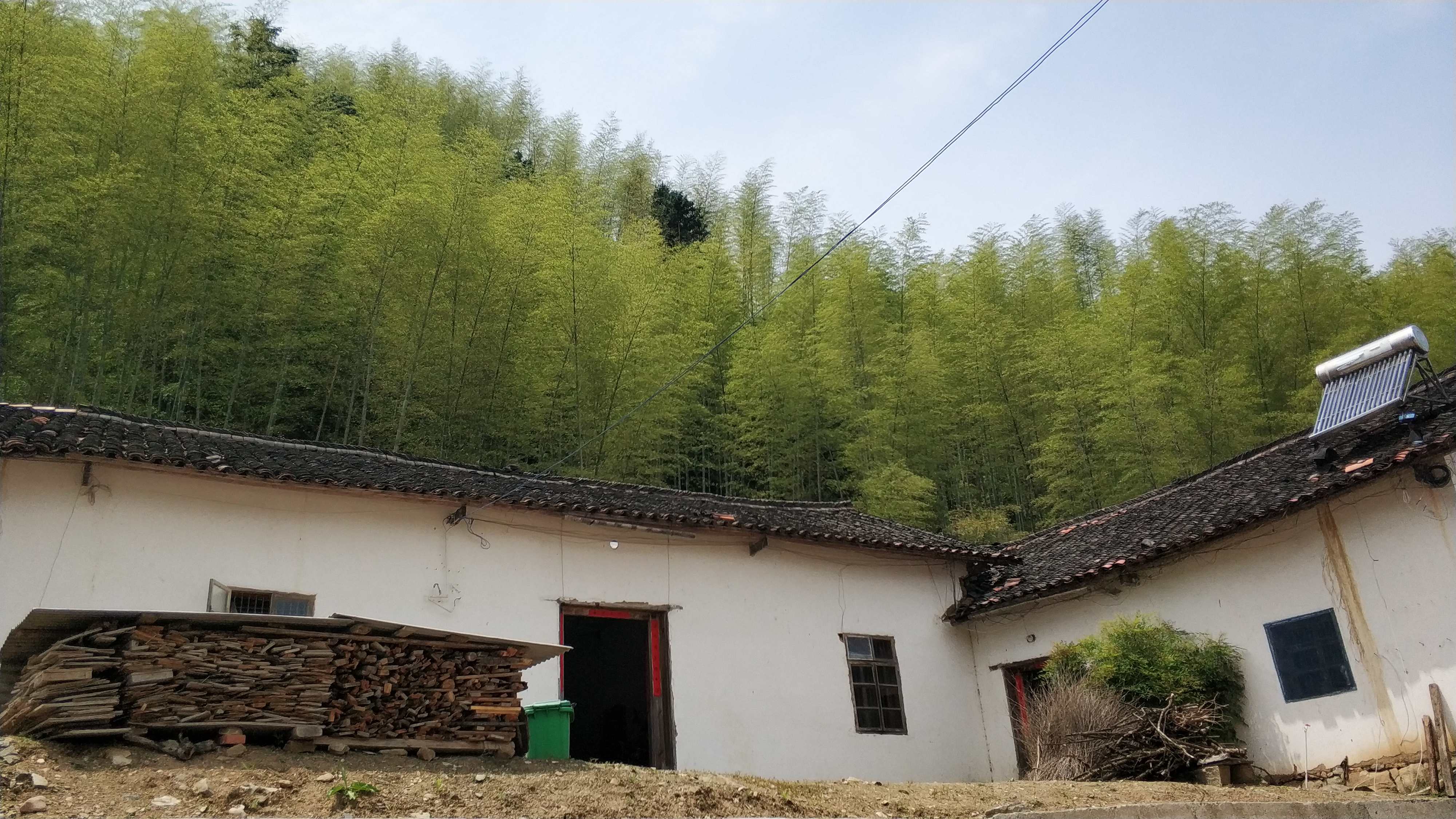 曾经卖到30元一根的毛竹缘何成了山里人最头疼的植物