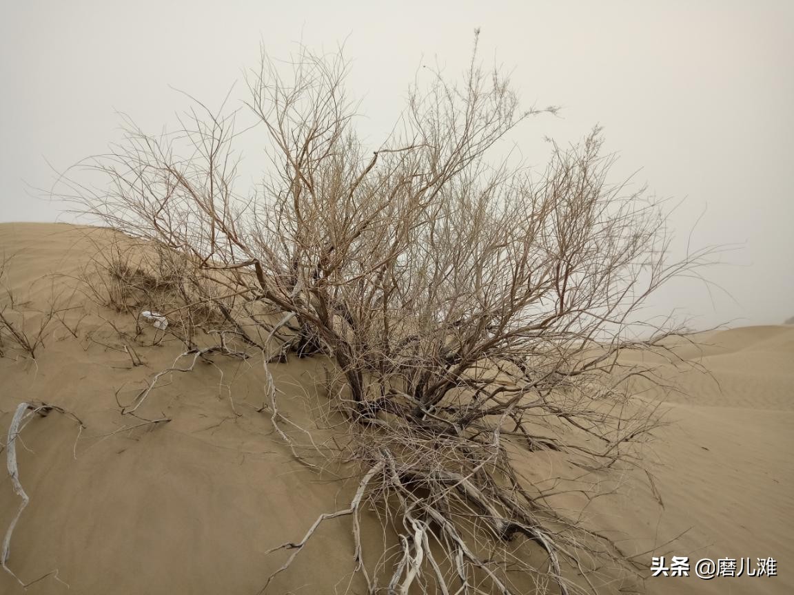 风沙中坚守,风沙中的守护