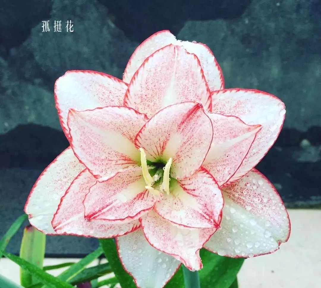 花店里同款的两种不同价格的花材,花店最容易被顾客误解的几种花材