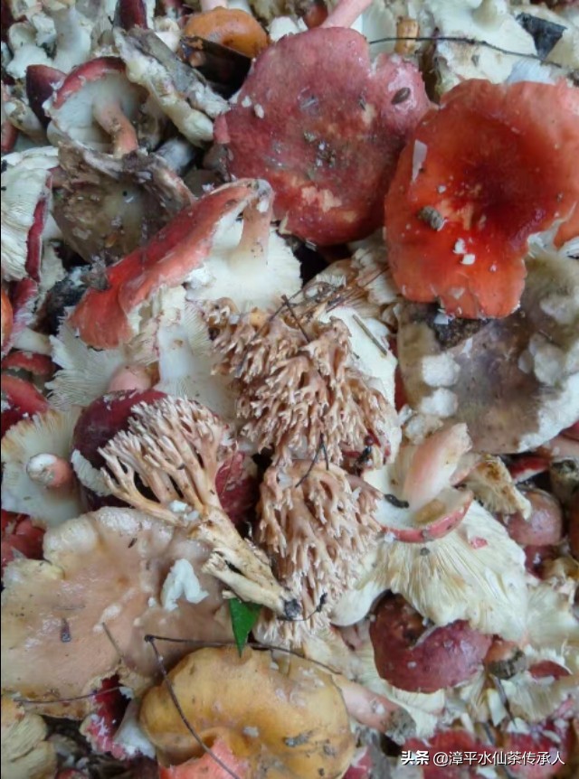 漳平南洋镇野生红菇,福建龙岩漳平水仙茶