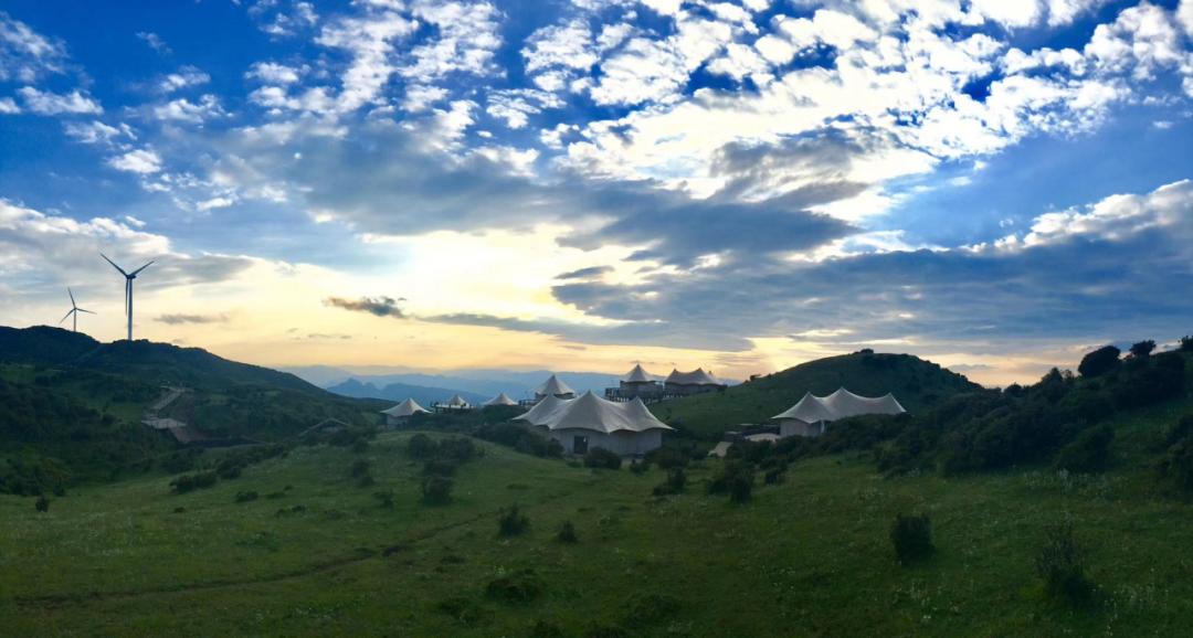 春林花多媚视频讲解,春林花多媚图片