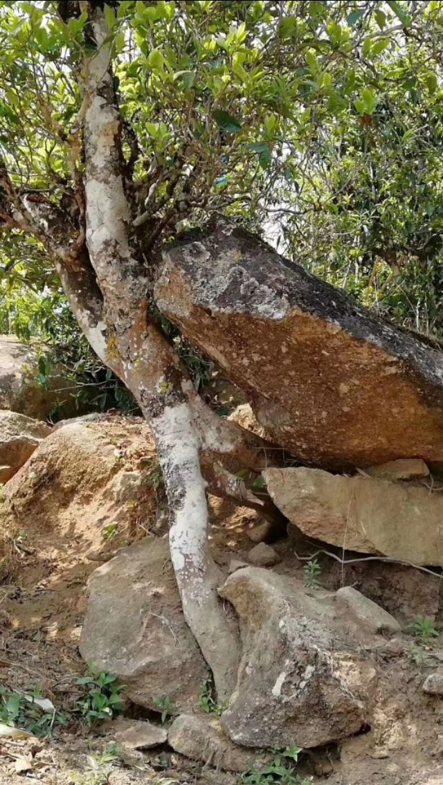 龙韵香炉艺术品,龙韵藏品