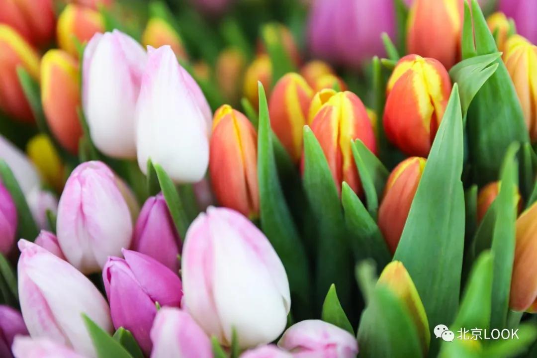 北京最大的露天花卉,北京最大的花卉大观园