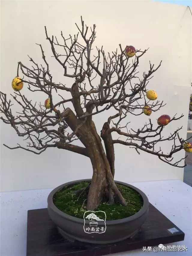 文人杂木盆景精品欣赏,可以做盆景的杂木图片大全