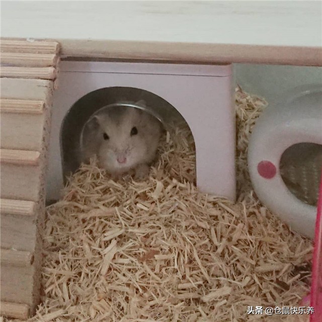 仓鼠到家如何与鼠子培养信任,仓鼠如何躺鼠