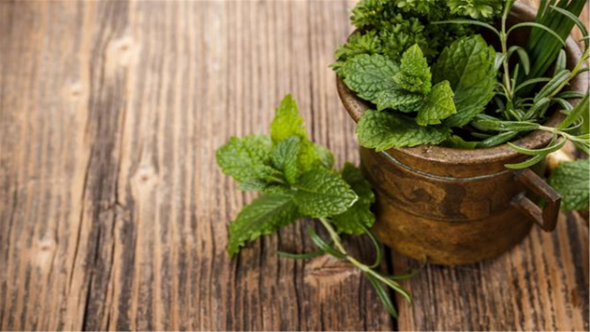 小盆栽植物薄荷盆栽,什么薄荷盆栽好吃又漂亮