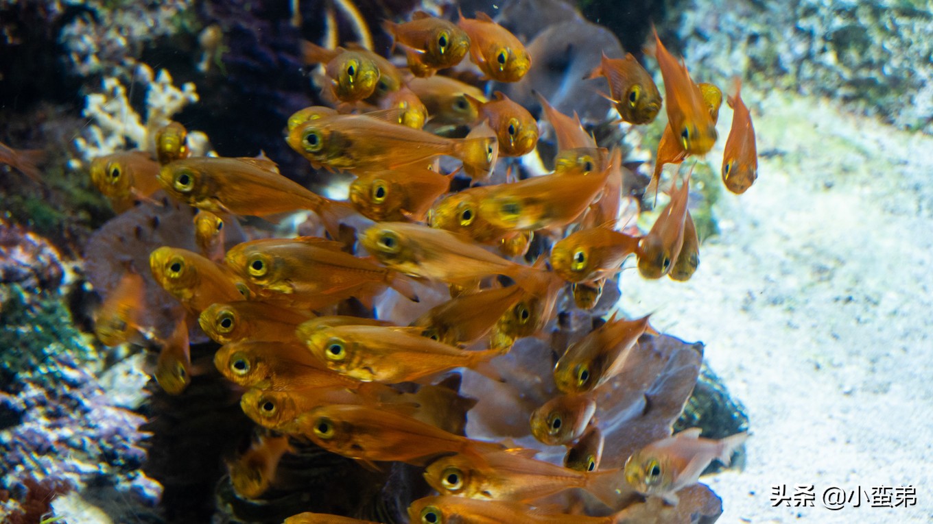 5年之许,小白逆袭重返新加坡