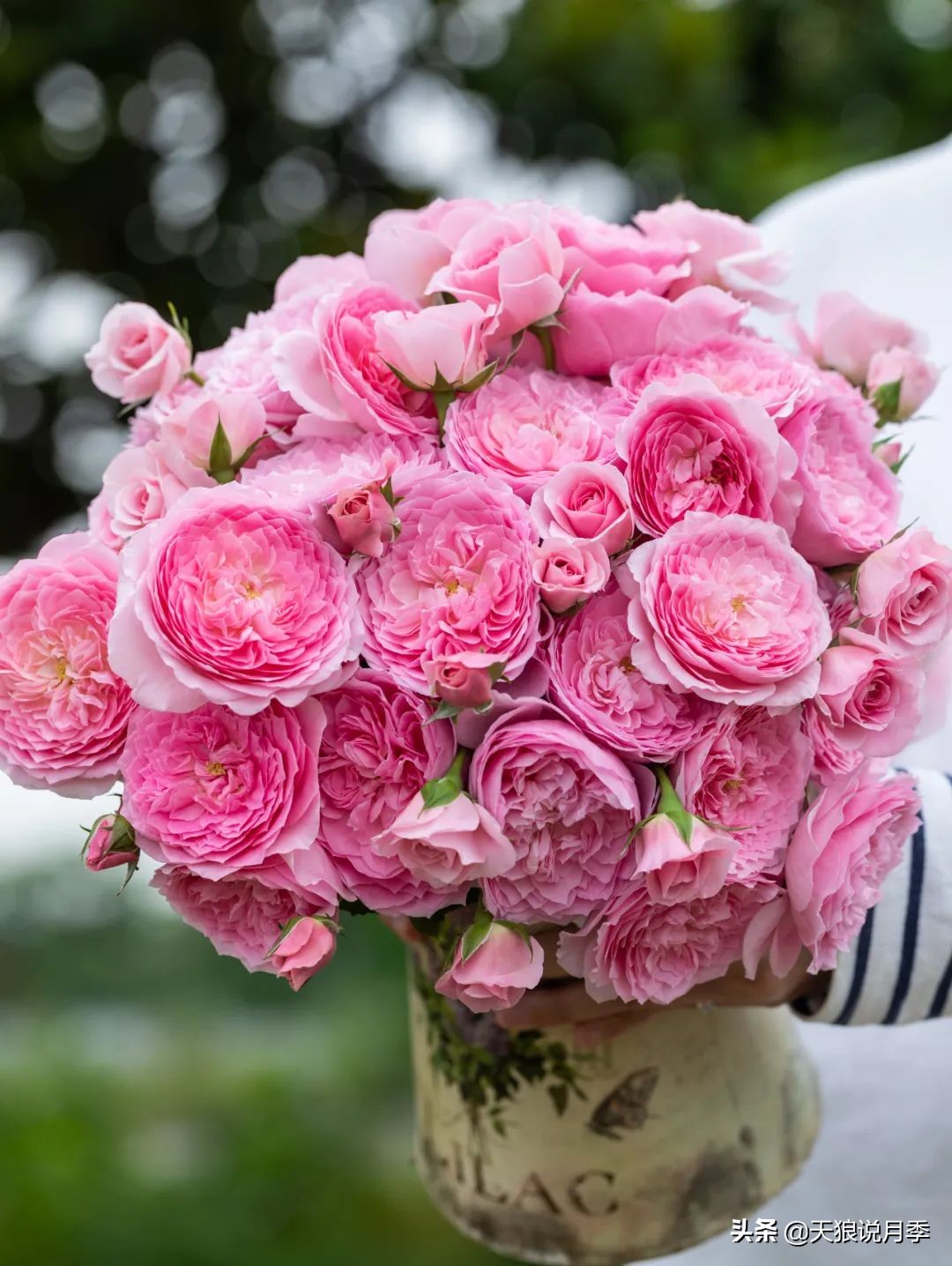 2022年天狼月季新品,月季天狼新品曝光