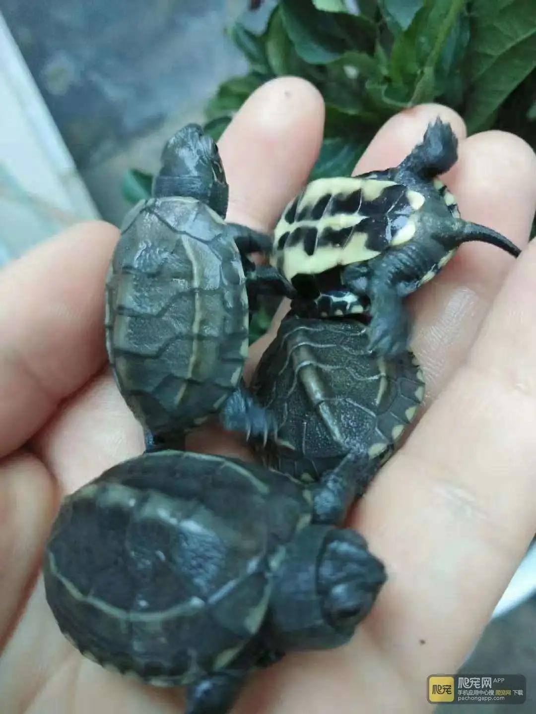 养龟苗要养几年才生蛋,新手养龟选择什么季节入手