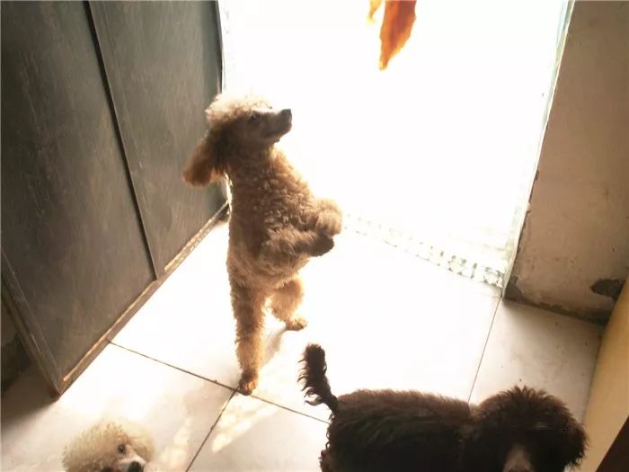 狗狗经常用后腿站立该怎么纠正,狗狗直立行走影响狗狗健康