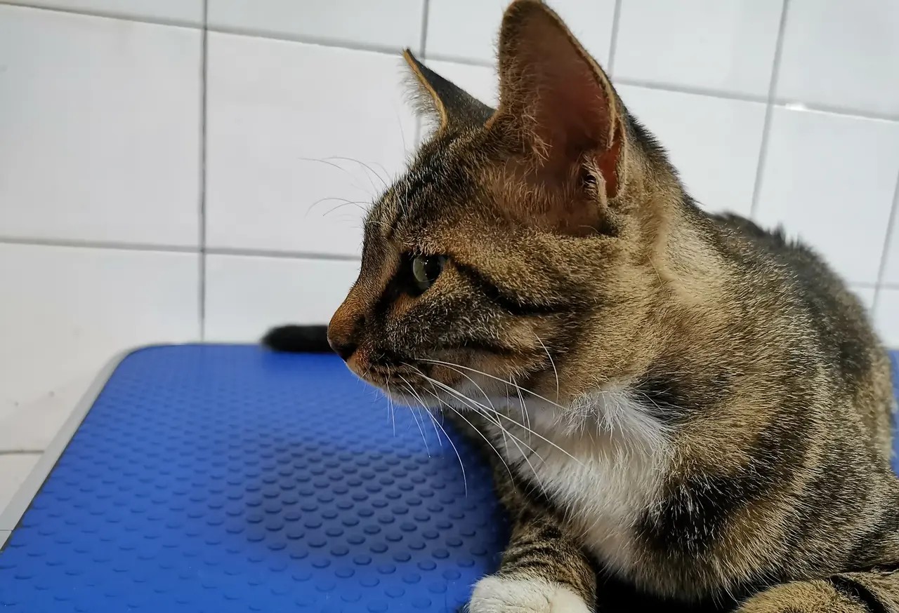 关于流浪动物救助的采访问题,流浪动物救助文章1000字