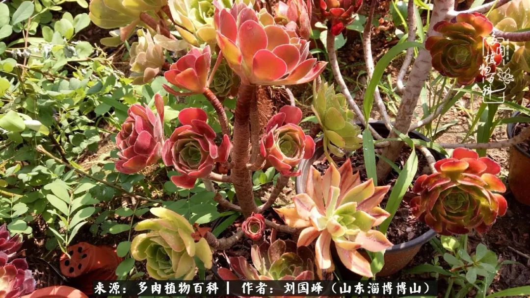 多肉安全度夏技巧,多肉如何度夏教学