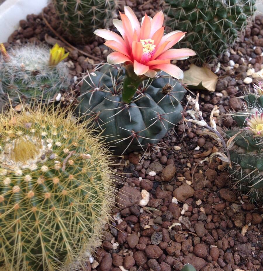 仙人球怎么养才能爆盆,仙人球怎么养护才能爆盆