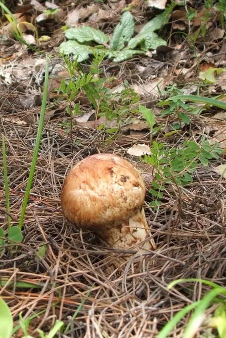 松茸菌干货的吃法,新鲜松茸菌怎么做好吃一点