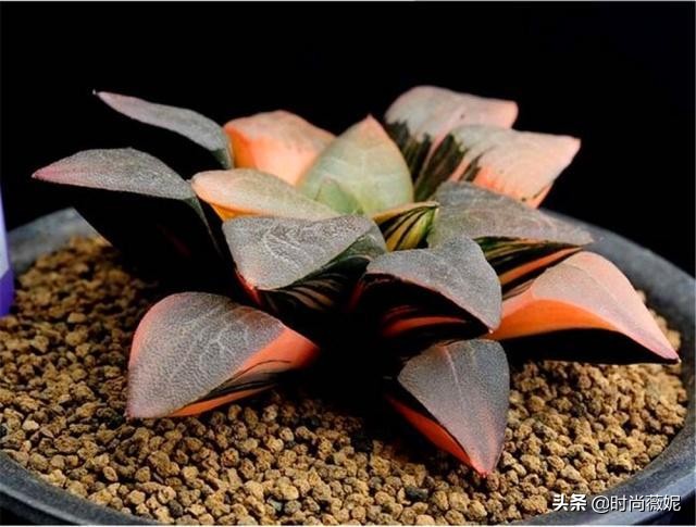 看看多肉萌新“水贴吧”的专业“10句黑话”，时常唬住“*江老**湖”