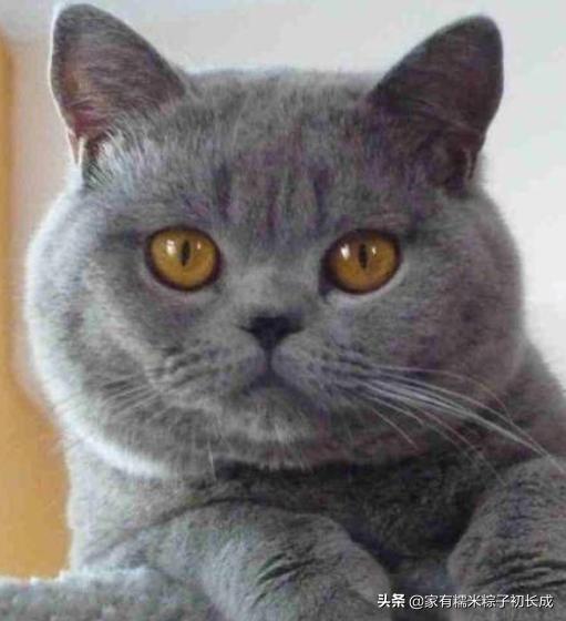 挑选猫咪时聪明人会避开这7种猫,猫主子不亲人