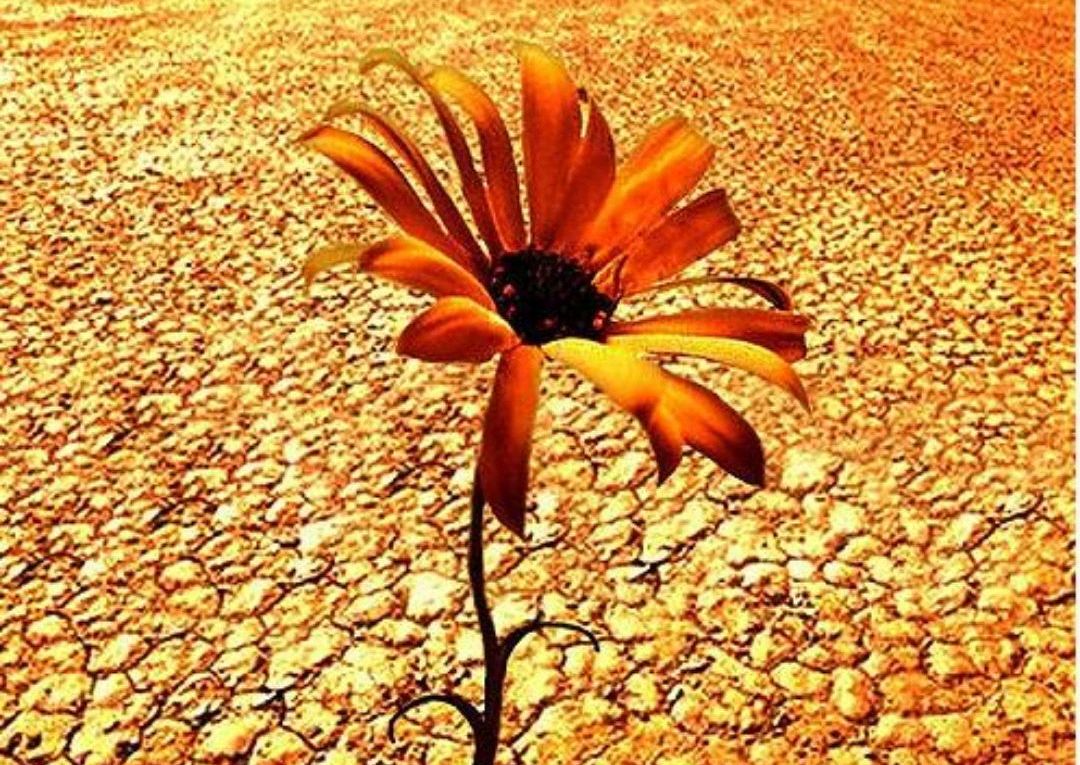 周公解梦梦见蜘蛛和蛇,梦见蜘蛛结网是什么意思