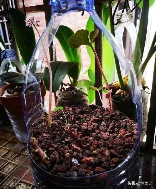 塑料瓶变废为宝花盆创意手工儿童,瓶子可以当花盆养花吗图片