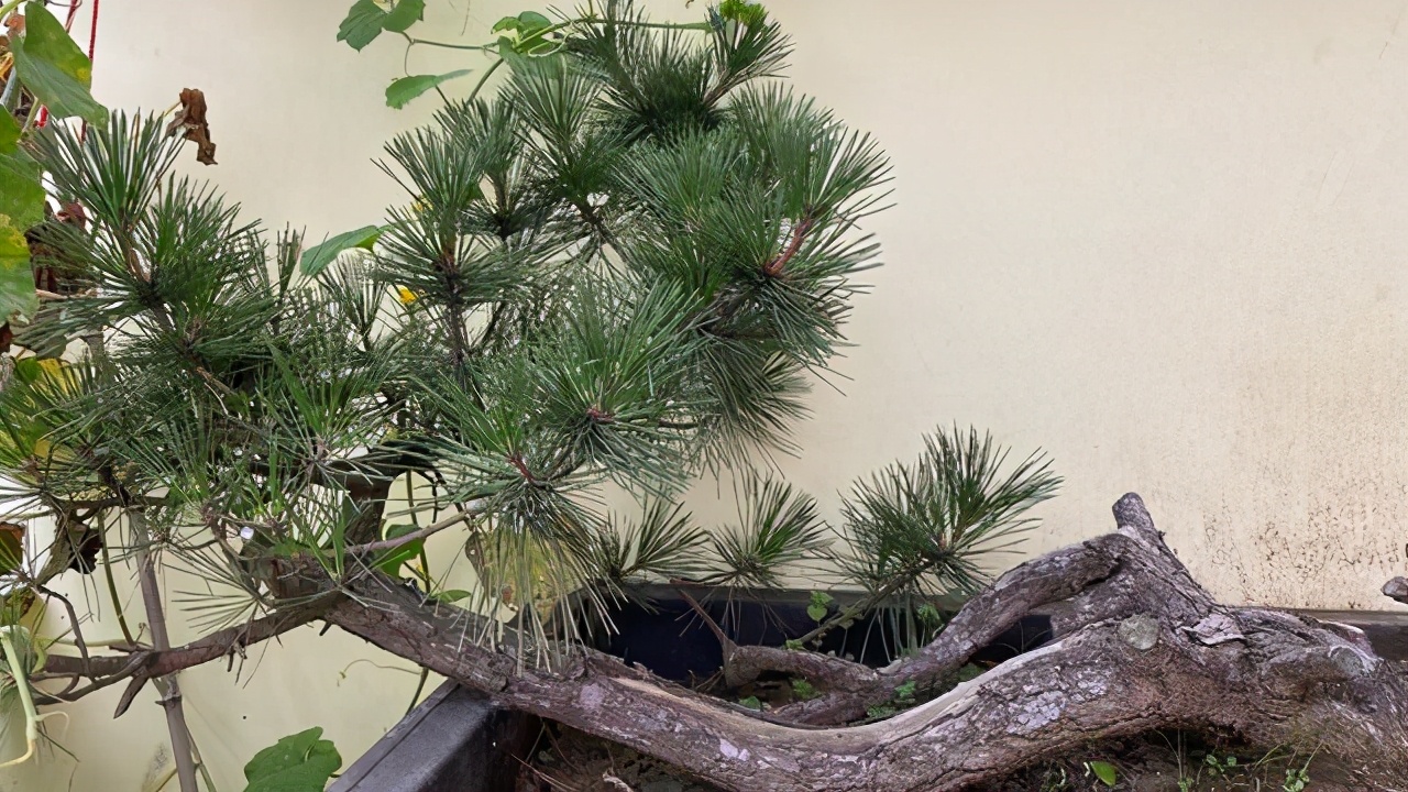 松柏翻盆时候盆面青苔要去除吗,松柏类树的换土方法