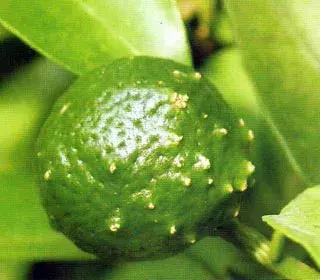 柑橘落果病害图谱大全,柑橘树的果树病害图谱