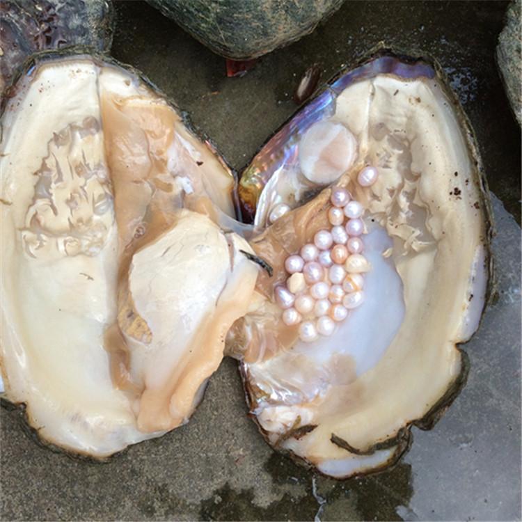 蚌取了珍珠肉还吃吗,开蚌壳取珍珠之后蚌肉能吃吗