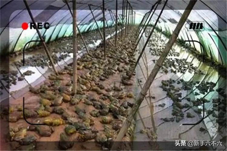 适合农村创业的十大养殖项目,适合农村创业的十大养殖创业项目