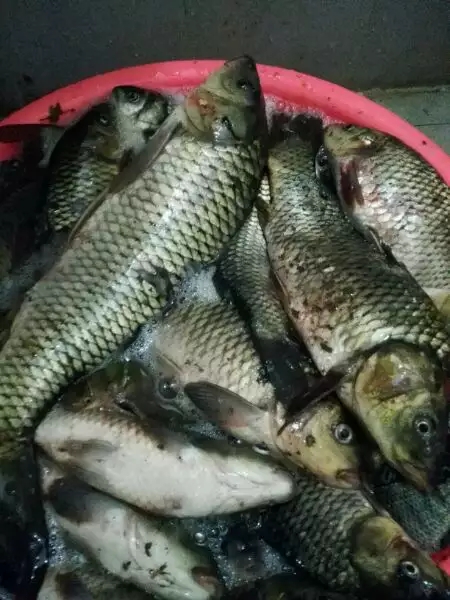 黑坑野钓通杀饵料视频,用牛皮黑坑饵料钓鱼