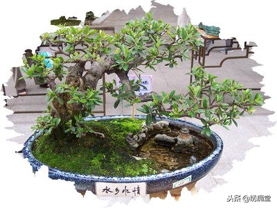 丛林式盆景欣赏,盆景欣赏及制作