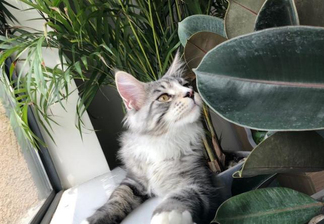 这辈子一定要养一个猫,这辈子一定要养只满眼都是你的狗