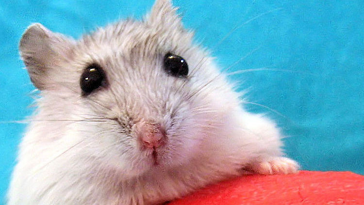 养仓鼠的十大禁忌,养仓鼠的十大禁忌入门必知