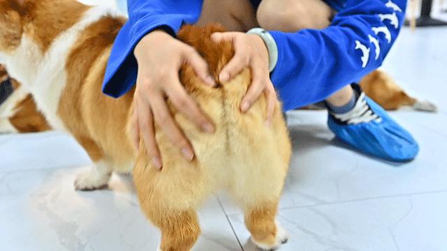 吸屁屁,短腿大耳肉嘟嘟,这家店进去就出不来了…