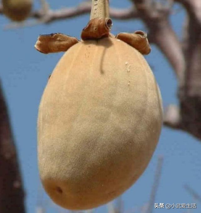 它是植物界的老寿星之一，人称之为“圣树”，结的果实广受欢迎