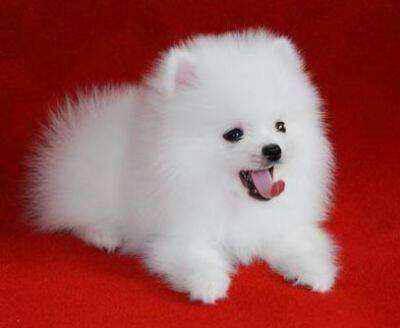 网上购买的狗狗真的能收到吗,网上购买狗狗靠不靠谱