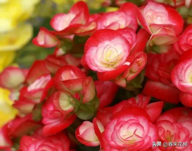 这几种植物越养越值钱,这几种花你养过吗