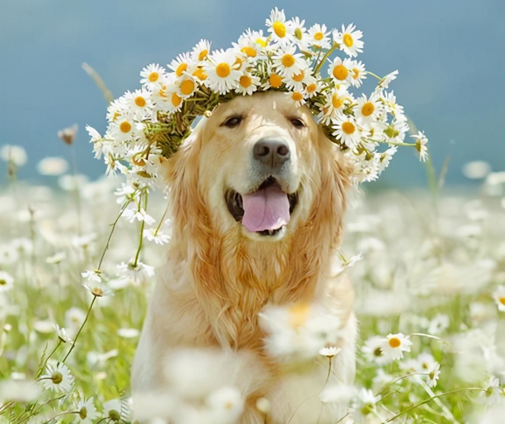 为什么这些狗狗价格这么高,比较贵的宠物狗有哪几种