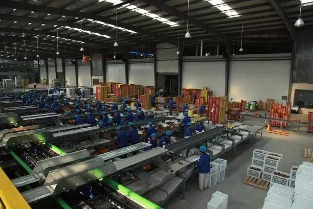 宝鸡眉县猕猴桃产业发展,宝鸡眉县猕猴桃龙头企业