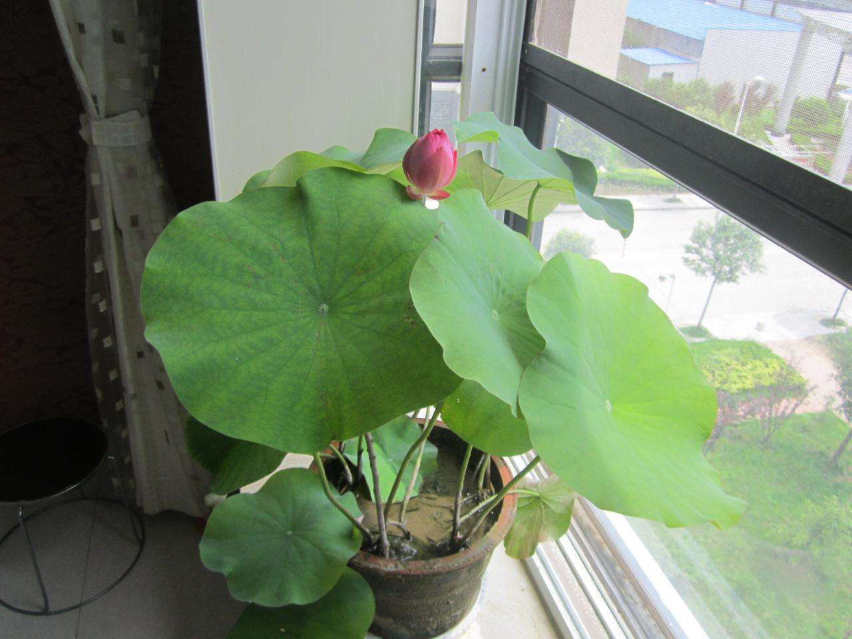 荷花怎样养才能开花,怎么养荷花可以一年四季都开花呢