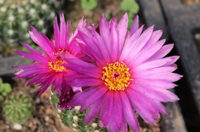 仙人掌类植物养殖方法和注意事项,仙人掌植物的养殖方法和注意事项