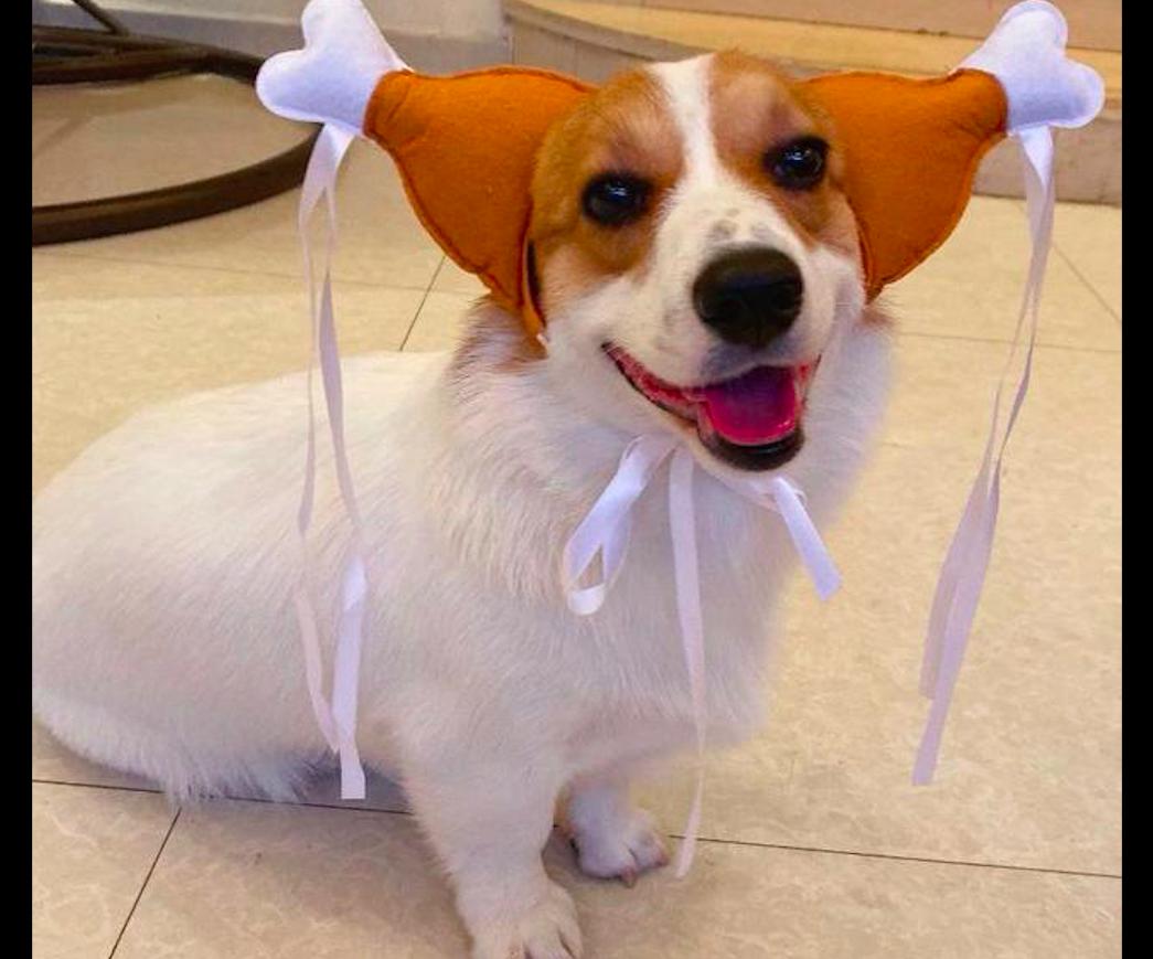 小体型狗狗挑食不吃狗粮怎么纠正,狗狗特别挑食不吃狗粮怎么办