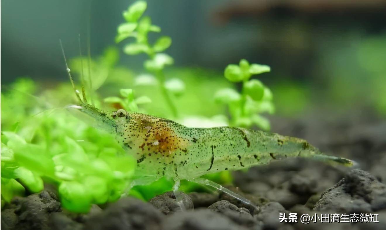 100只黑壳虾多长时间能除干净藻,鱼缸长期不长藻黑壳虾会饿死吗