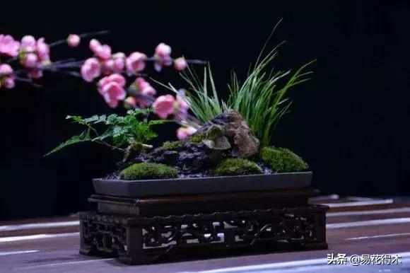 赞美菖蒲盆景的诗句,盆景诗词经典赏析