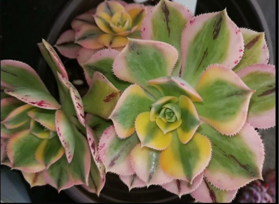 多肉养出状态来有多美?这102种多肉控养上色之后美呆了