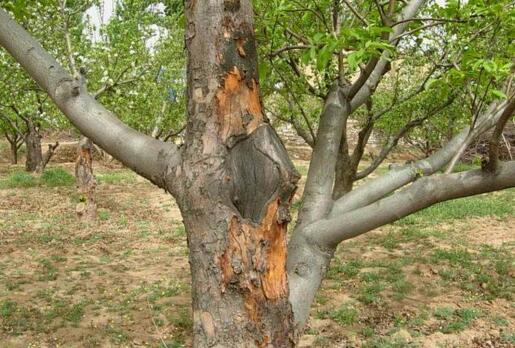 果树的癌症——苹果树腐烂病如何解决？果农朋友值得一看