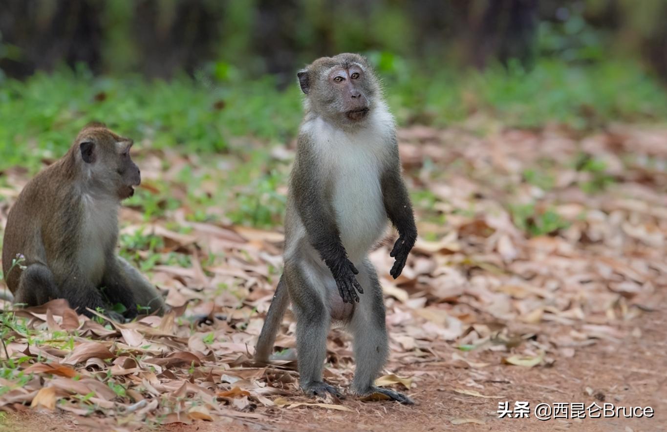 真的吗？日本专家在猴子身上成功试验艾滋病疫苗，5年后开始临床