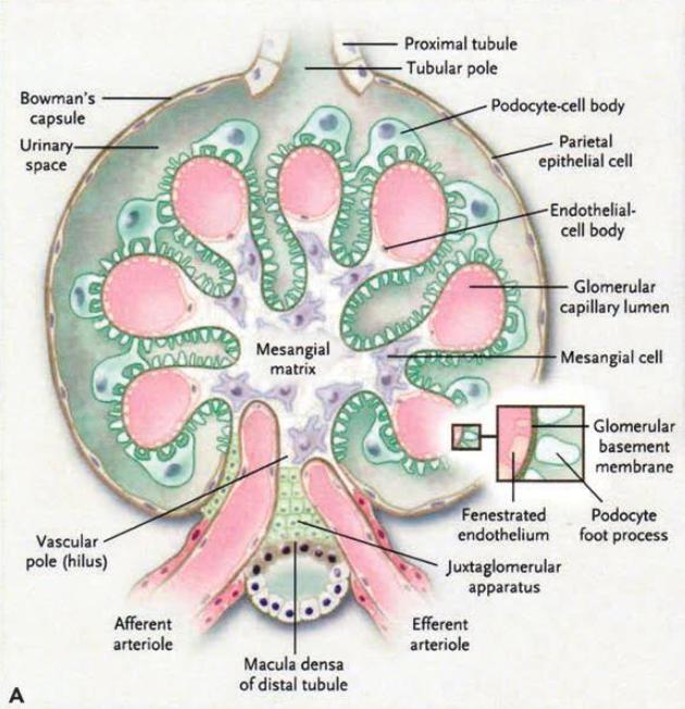 膜性肾病流行病学,膜性肾病的最新研究