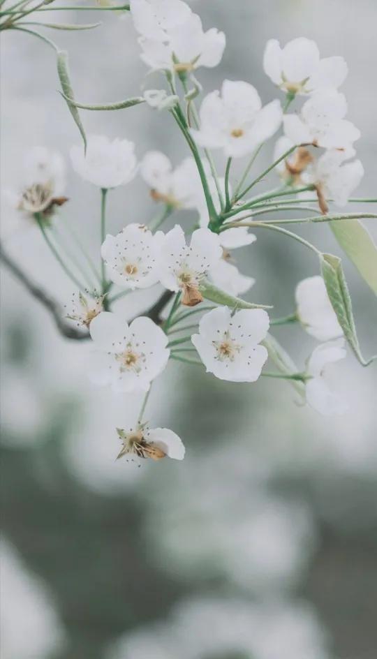 携一身梨花香,可染满室清甜