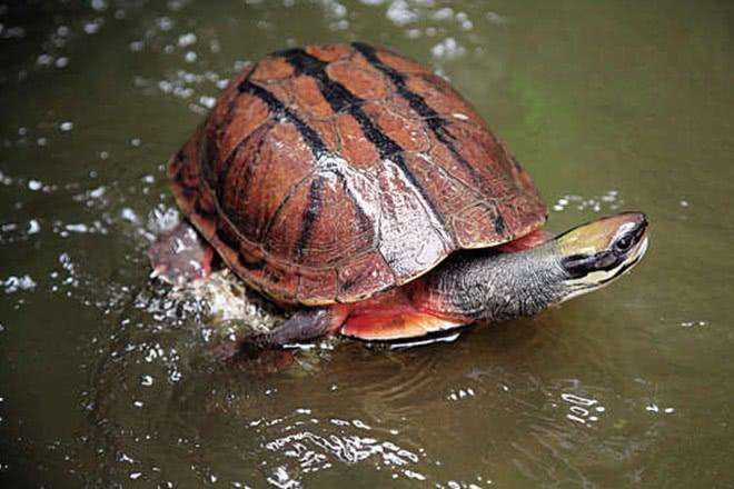 洪水侵袭,湖北荆门稻田里乌龟密密麻麻,当地老乡:发财了
