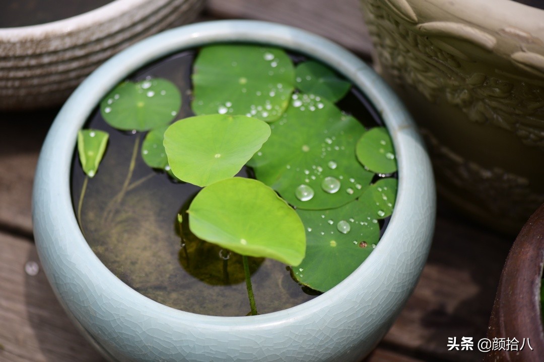 碗莲种藕生长到开花全过程,碗莲种植方法和时间图片
